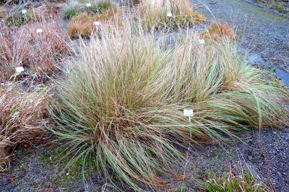 Eragrostis trichodes - Botanischer Garten, Dresden, Germany - DSC08739