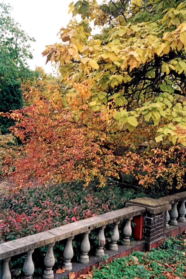 Fall colors, Mellon Park, 2008-11-08, 01