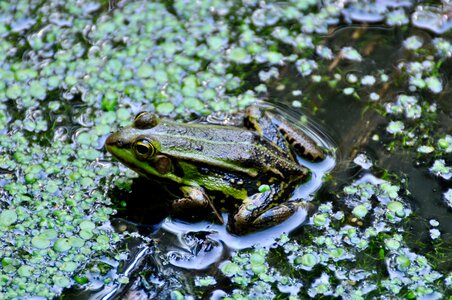 Green nature water frog