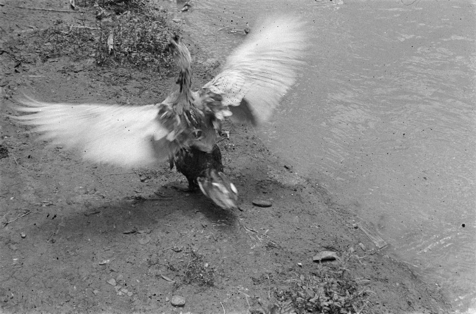 Een vogel (een kemphaan) staat langs de rand van een beek, Bestanddeelnr 456-6-4