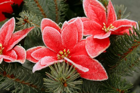 Winter frost glands