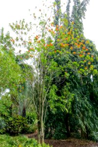 Erblichia odorata - Mounts Botanical Garden - Palm Beach County, Florida - DSC03717