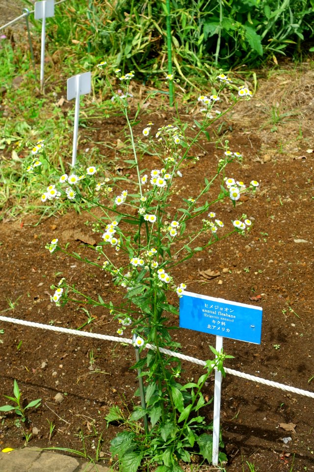 Erigeron annuus - Urban Greening Botanical Garden - Kiba Park - Koto, Tokyo, Japan - DSC05386