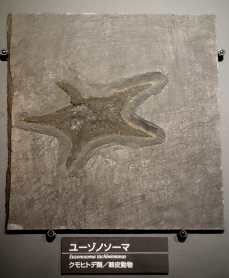 Encrinaster tischbeinianus (Euzonosoma tischbeinianum) - National Museum of Nature and Science, Tokyo - DSC07720