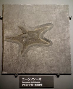 Encrinaster tischbeinianus (Euzonosoma tischbeinianum) - National Museum of Nature and Science, Tokyo - DSC07720