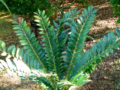 Encephalartos ferox Montjuic