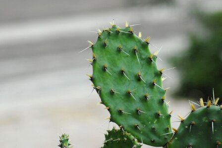 Cactus thorns Free photos photo