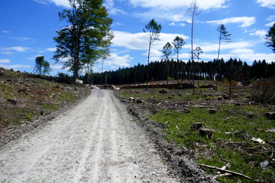 Egge - Hakeweg - Abgeholzter Fichtenwald - 1