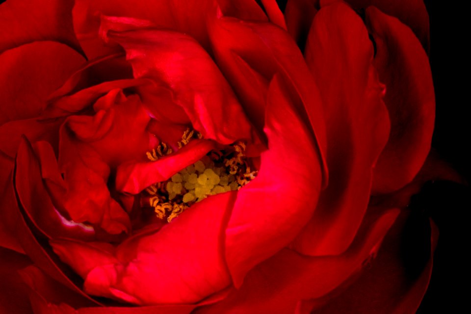 Enter The Rose (173781019)
