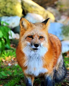Reddish fur fur wild animal photo