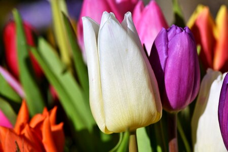 Tulip bouquet spring flowers flower