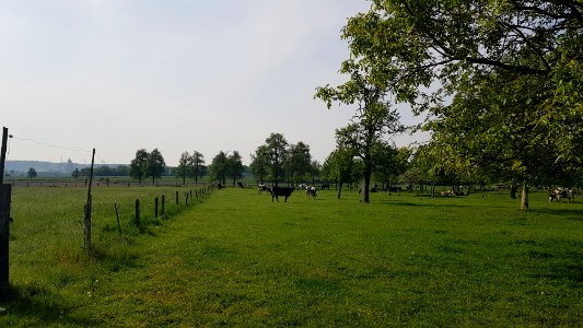 Eijsden-Moelingen-Grenspaal 40 (BE-NL) (1)