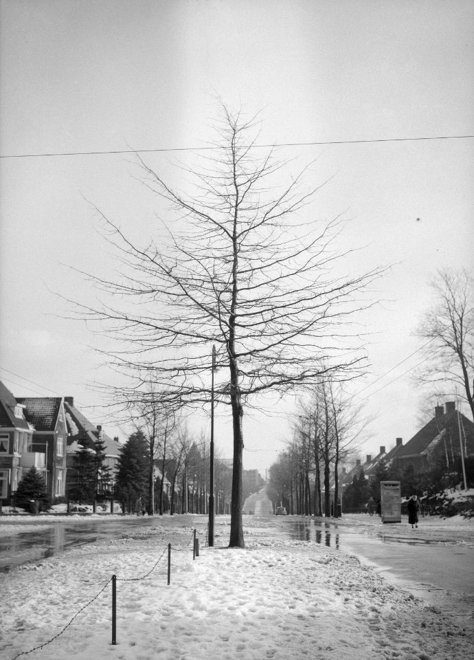 Eiken, moeraseik, Bestanddeelnr 168-0225