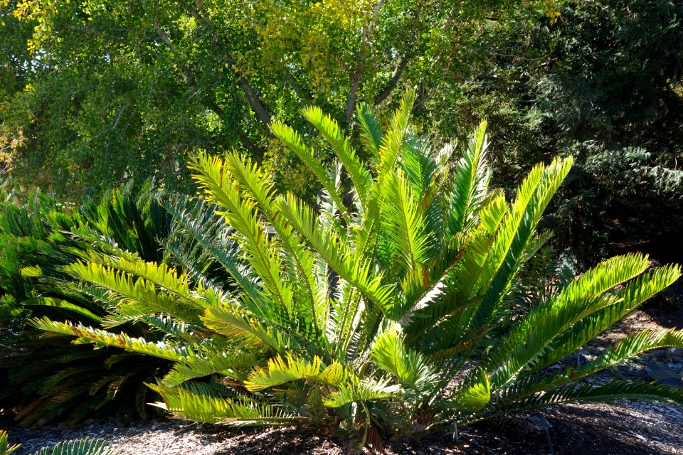 Encephalartos lebomboensis - Leaning Pine Arboretum - DSC05524