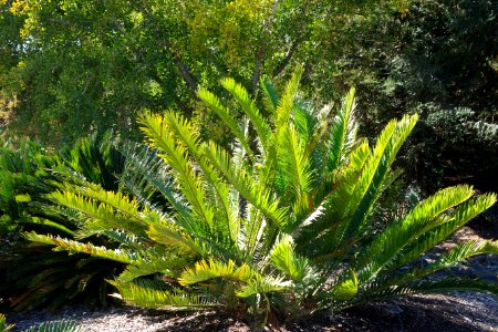 Encephalartos lebomboensis - Leaning Pine Arboretum - DSC05524 photo