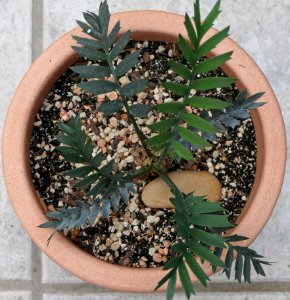 Encephalartos horridus, ca. 7 Jahre alt - Aufsicht