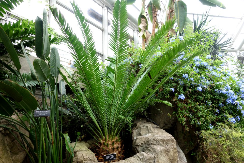 Encephalartos altensteinii - Brooklyn Botanic Garden - Brooklyn, NY - DSC08196