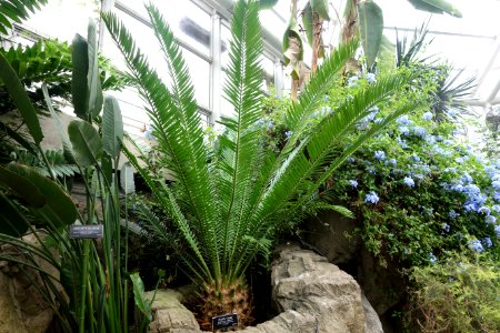 Encephalartos altensteinii - Brooklyn Botanic Garden - Brooklyn, NY - DSC08196