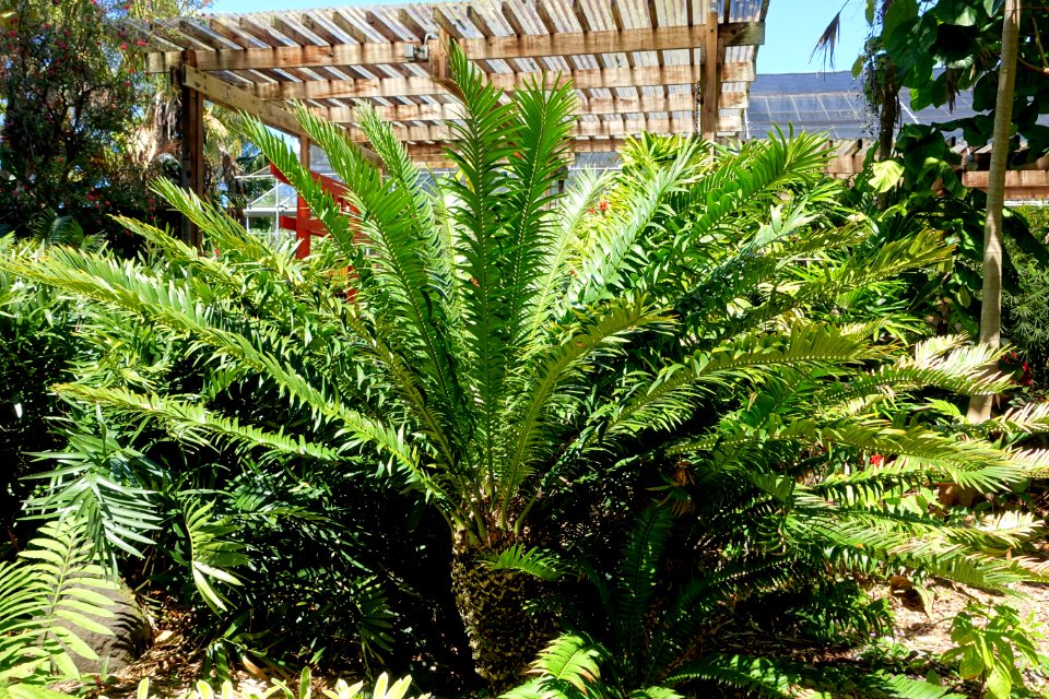 Encephalartos senticosus - Marie Selby Botanical Gardens - Sarasota, Florida - DSC01786