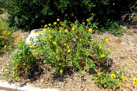 Encelia californica - Manhattan Beach Botanical Garden - Manhattan Beach, CA - DSC01304