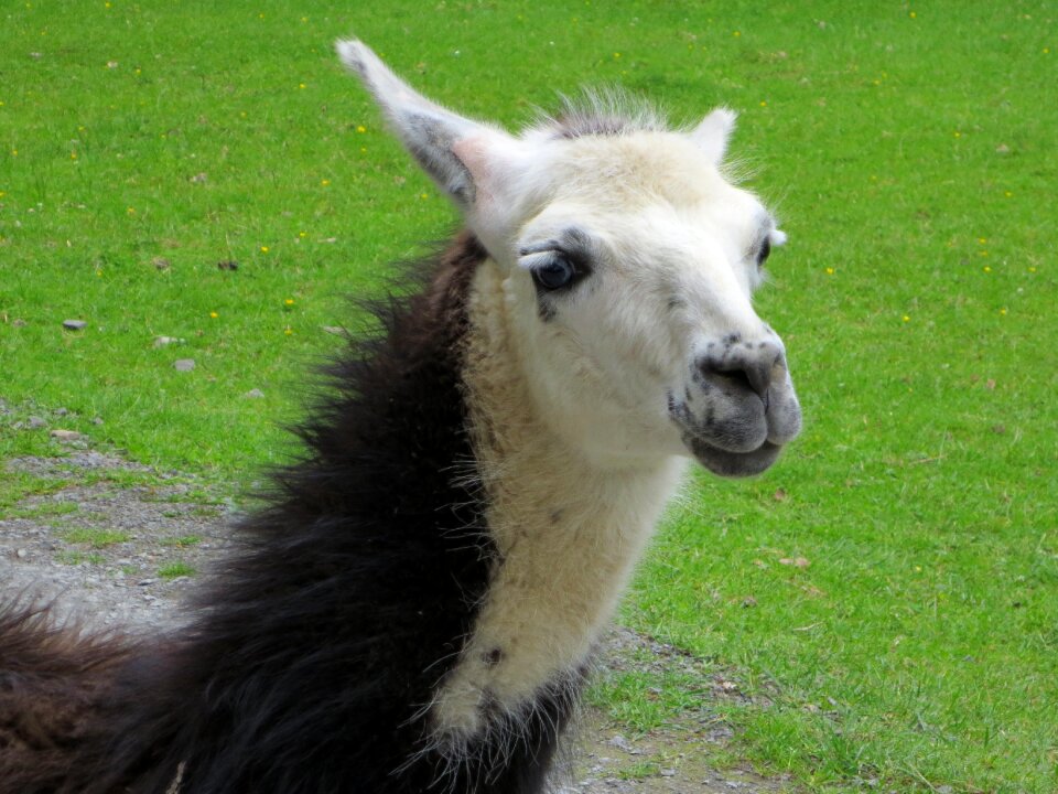 Animal world creature fur