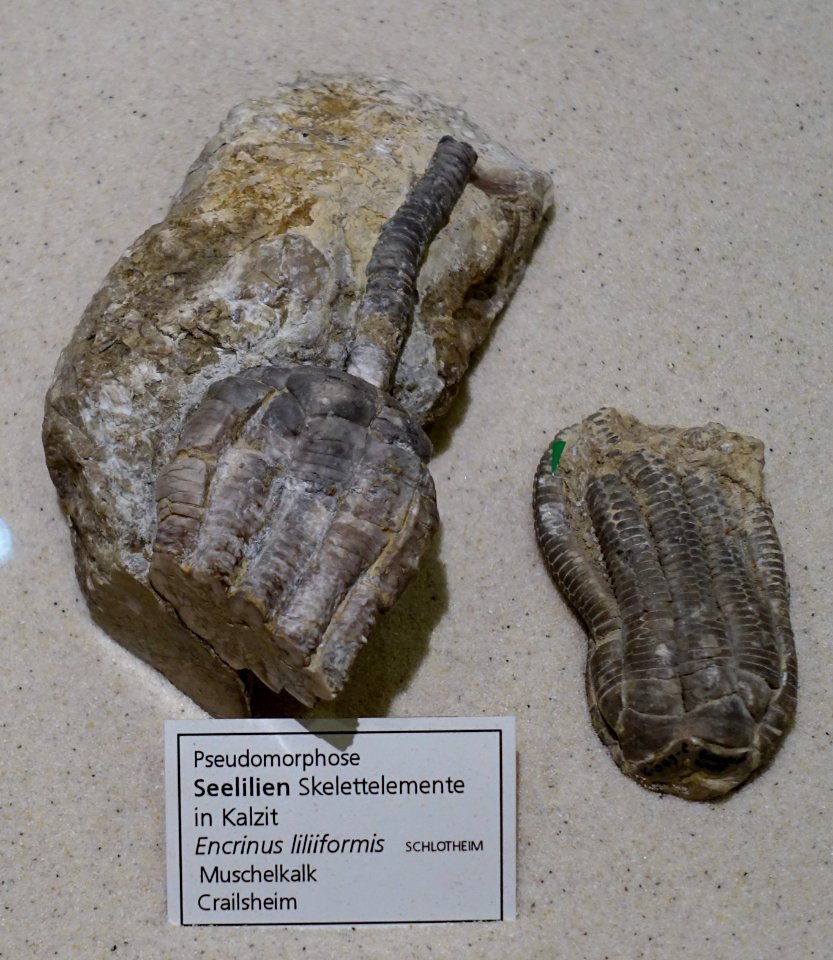 Encrinus liliformis - Naturhistorisches Museum, Braunschweig, Germany - DSC05264