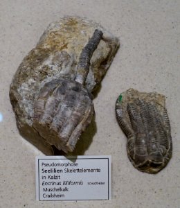 Encrinus liliformis - Naturhistorisches Museum, Braunschweig, Germany - DSC05264