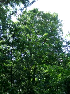 Elsbeere Galgenberg 2