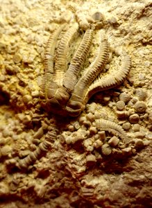 Encrinus liliiformis fossil, Erkerode am Elm, 238-235 million years old - Naturhistorisches Museum, Braunschweig, Germany - DSC04995