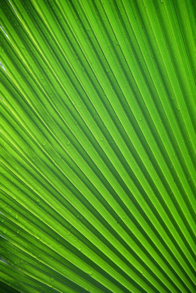 Palm leaf frond green