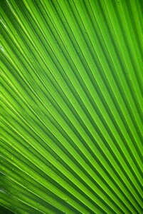 Palm leaf frond green photo