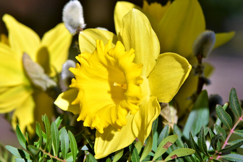 Spring flowers springtime harbinger of spring