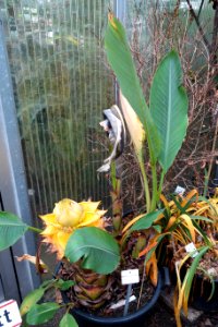 Ensete lasiocarpum (Musella lasiocarpa) - Botanischer Garten, Dresden, Germany - DSC08461