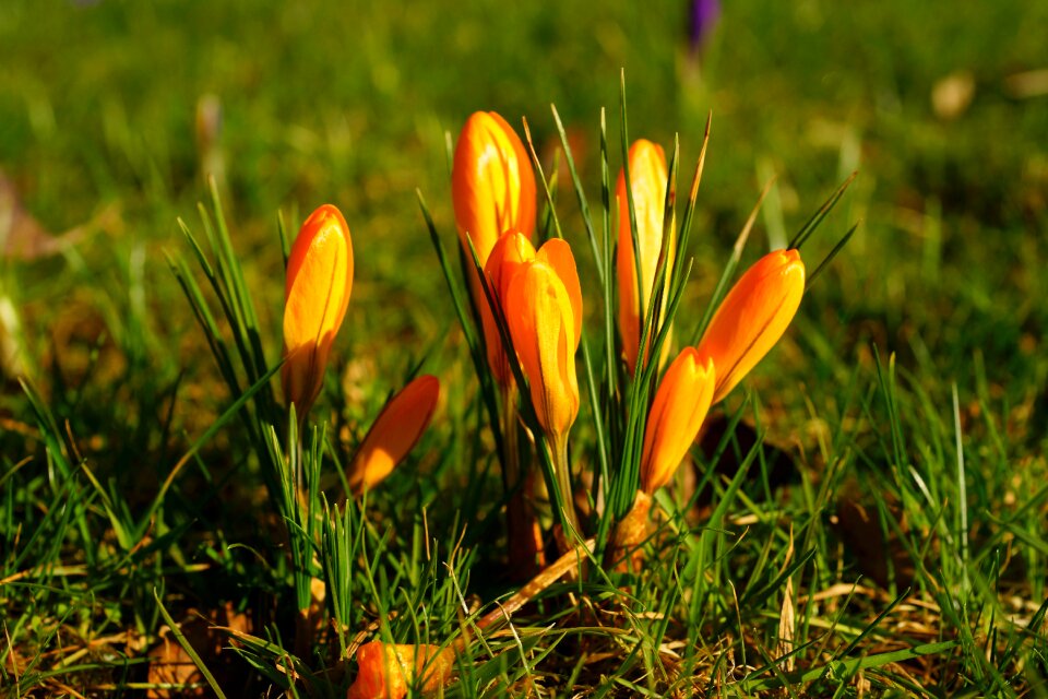 Plant spring early bloomer photo