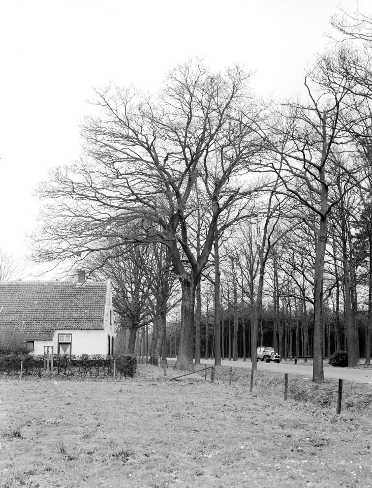 Eik bij boerderij Bakewell bij Weert, Bestanddeelnr 192-0266