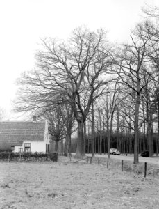 Eik bij boerderij Bakewell bij Weert, Bestanddeelnr 192-0266