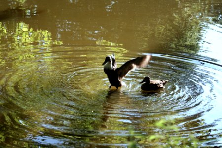 Enten 3