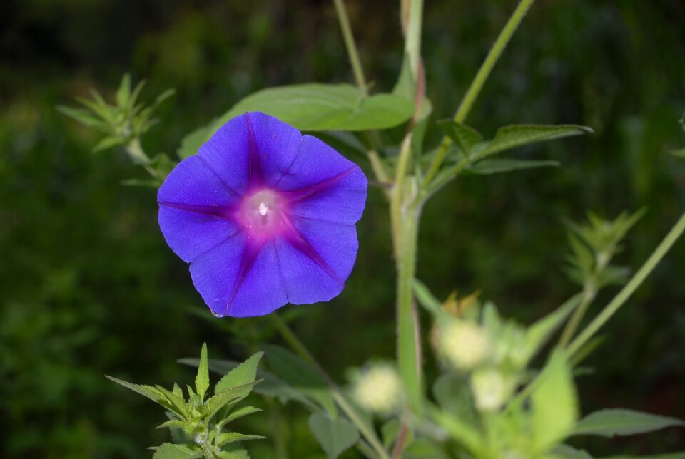 Bell flower beauty photo