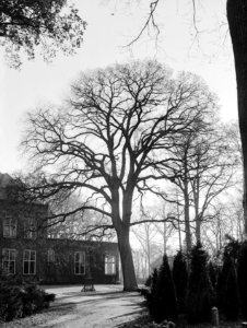 Eik, Bestanddeelnr 168-0154