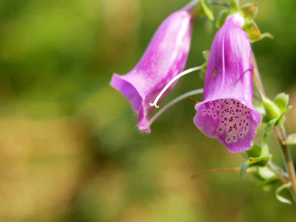 Flowering flowers macro photo