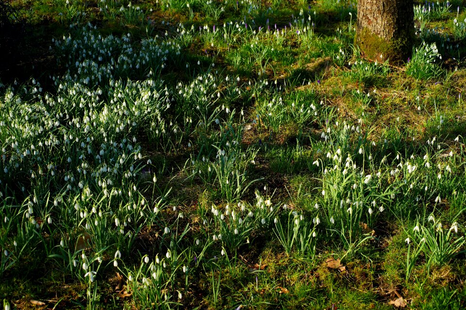 Growth grass snowdrop
