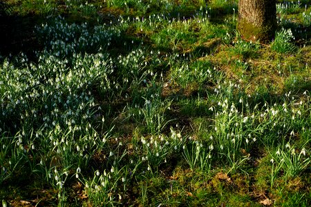 Growth grass snowdrop
