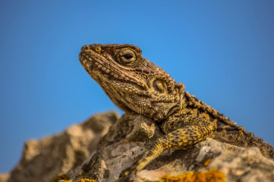 Kurkutas wildlife animal