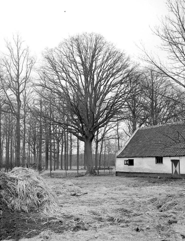 Eik bij boerderij Bakewell bij Weert, Bestanddeelnr 192-0264