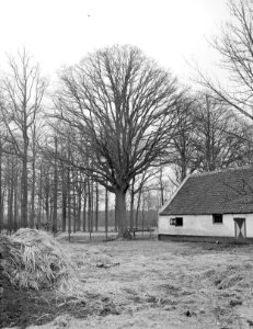 Eik bij boerderij Bakewell bij Weert, Bestanddeelnr 192-0264