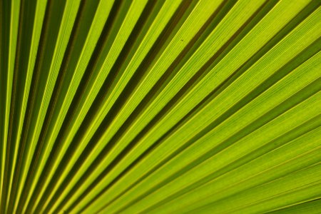 Evergreen (236684189)