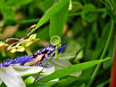 Tips green garden