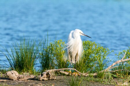 White eastern heron photo