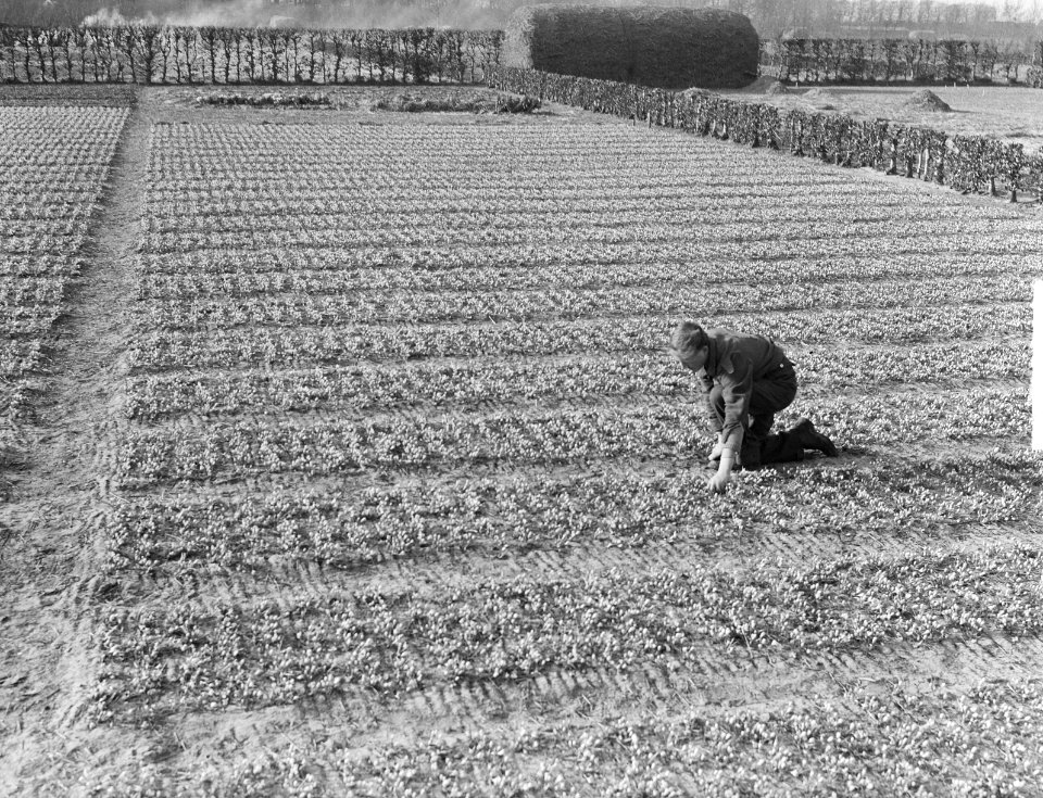 Eerste crocusveld bij Hillegom, Bestanddeelnr 903-8690