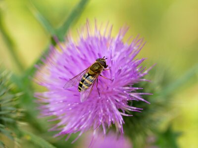 Macro nature purple photo